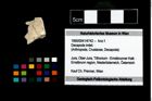 Foto (Objekt + Etikett) von Decapoda indet.  (NHMW-GEO-1990-0041-4742)